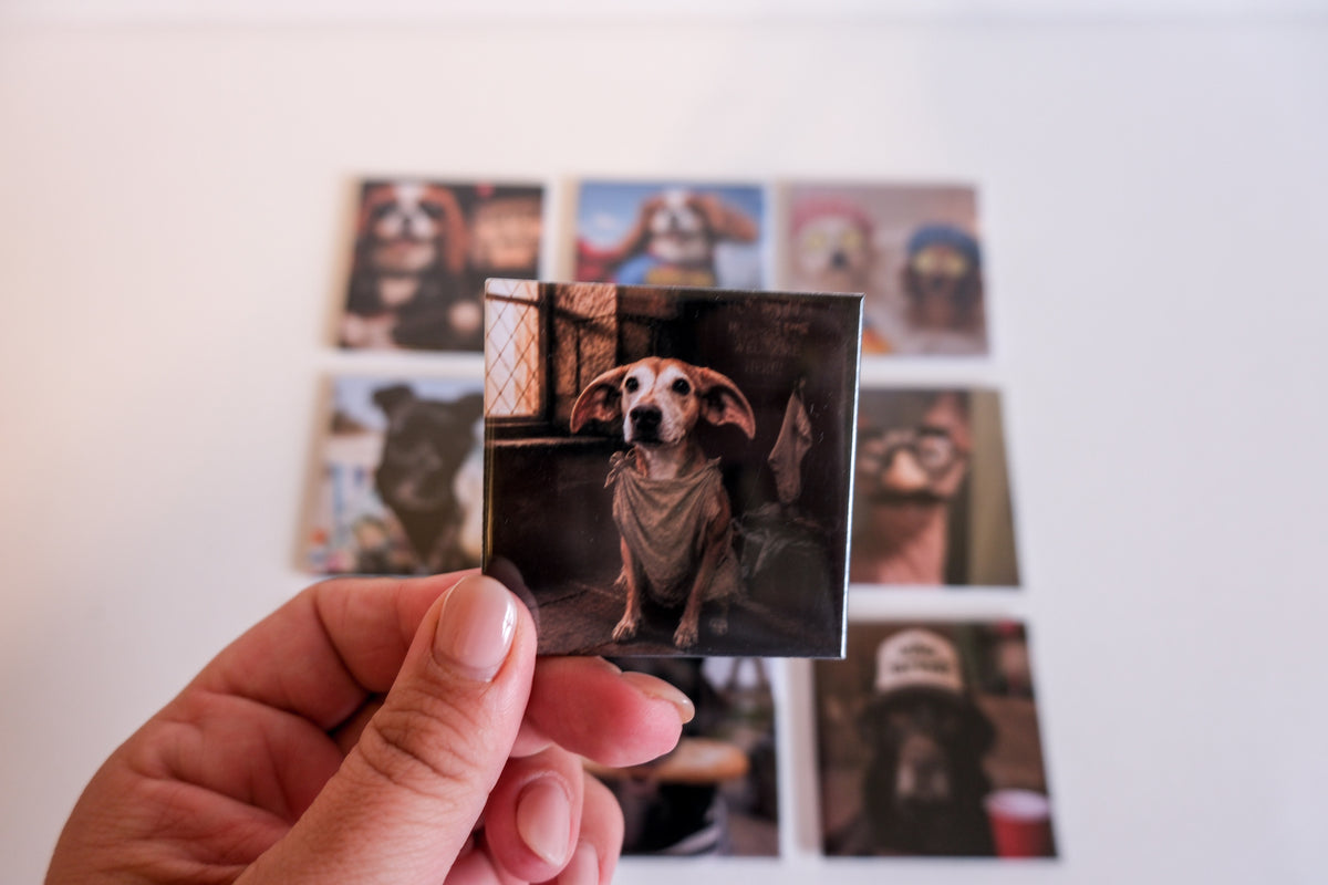 Surprise Pet Magnets: Custom Funny Dog Photos (4 pack)